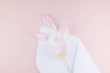 Yaprakları açılan kağıt zarf içinde Pembe Lale