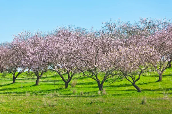 Różowe kwitnienie brzoskwiniowych w Spring — Zdjęcie stockowe