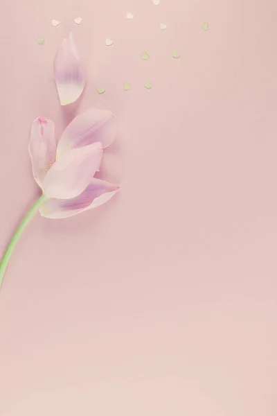 Rosa Tulpe mit goldenen Herzbestreuungen flach liegend — Stockfoto