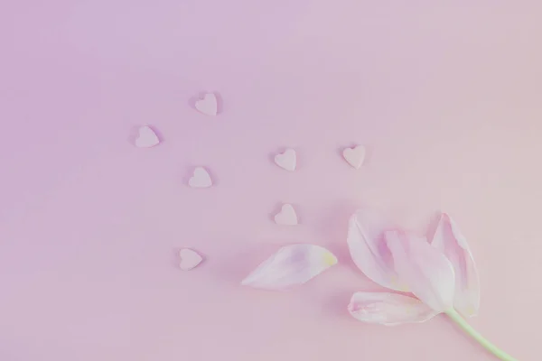 Розовый тюльпан с леденцами на сердце — стоковое фото