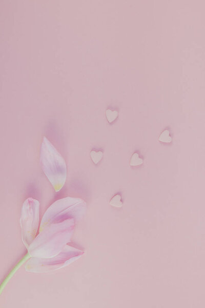 Pink tulip with heart candy sprinkles on a pink background. Flat lay top view. Valentines romantic love spring concept