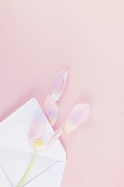 Tulipán rosa con pétalos en sobre de papel abierto —  Fotos de Stock