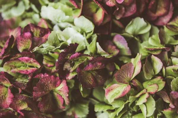 Närbild av hortensia blommor — Stockfoto