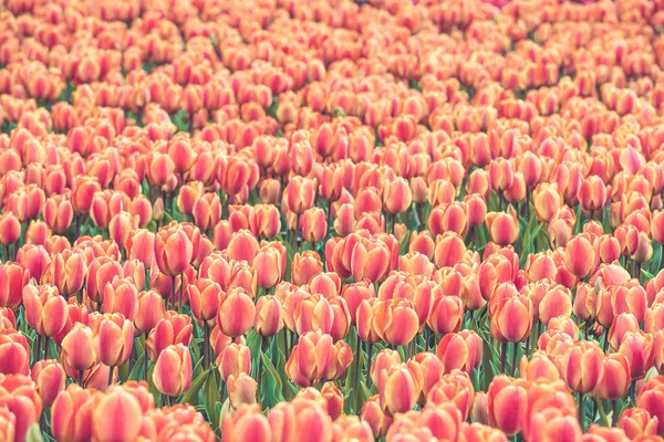 Buntes Tulpenfeld in den Niederlanden — Stockfoto