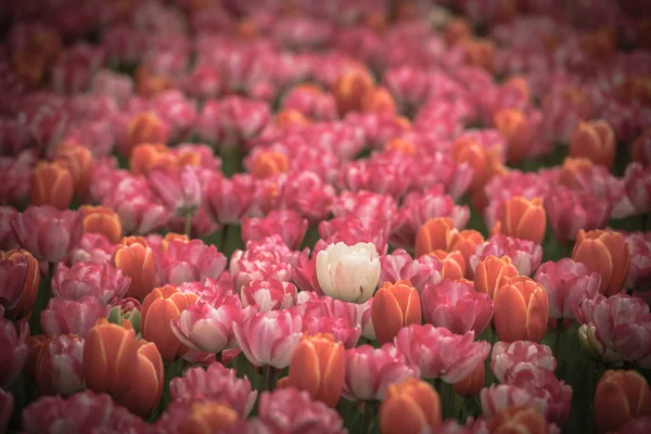 Buntes Tulpenfeld in den Niederlanden — Stockfoto