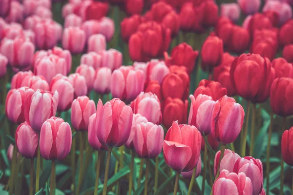 Buntes Tulpenfeld in den Niederlanden — Stockfoto