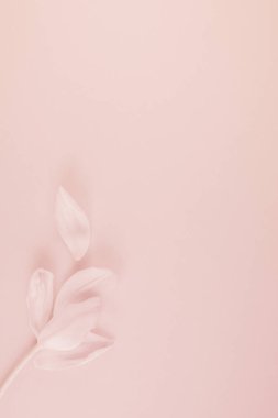 Yaprakları üzerinde pembe bir arka plan düz lay ile Pembe Lale