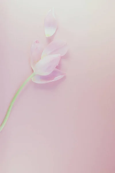 Rosa Tulpe mit Blütenblättern auf rosa Hintergrund flach gelegt — Stockfoto