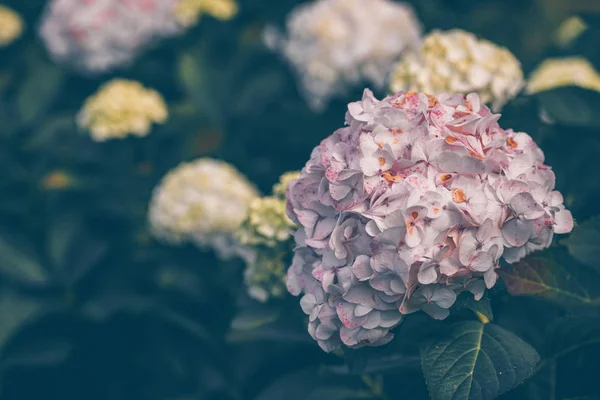 Ορτανσία ροζ λουλούδια Μπους το φθινόπωρο — Φωτογραφία Αρχείου