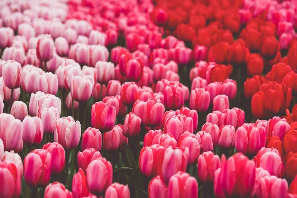 Pestrobarevné tulipány pole v Nizozemsku — Stock fotografie