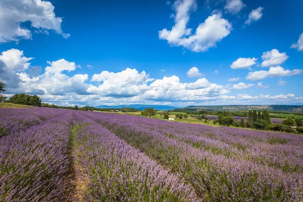 Lavendelfeld in der Provence, Frankreich — Stockfoto