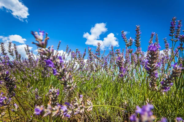 Campo de lavanda de verão em Provence, França — Fotografia de Stock