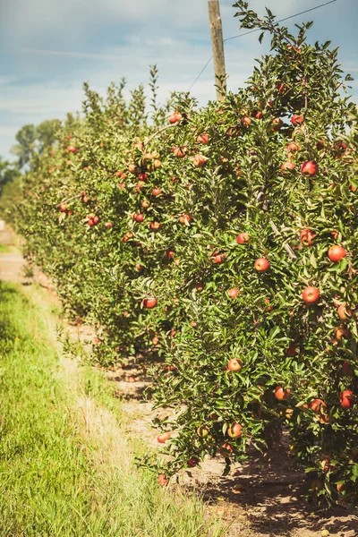 Apple tuin vol gerijpte rode vruchten — Stockfoto