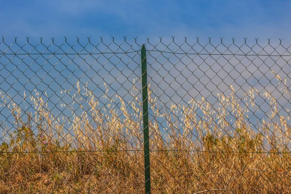 Ustura ve dikenli tel çit — Stok fotoğraf