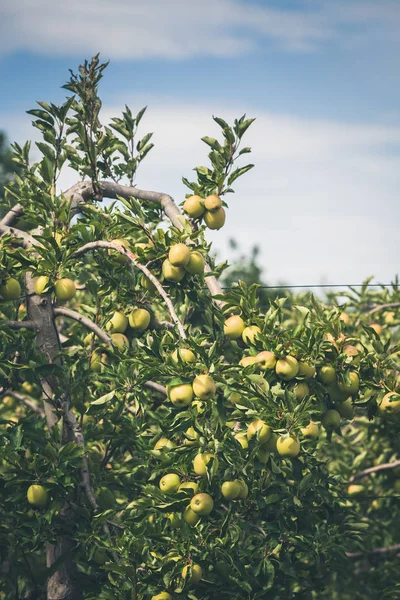 Giardino di mele pieno di frutti verdi maturi — Foto Stock