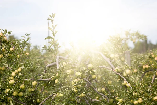 Apple garden full of riped green fruits — Stock Photo, Image