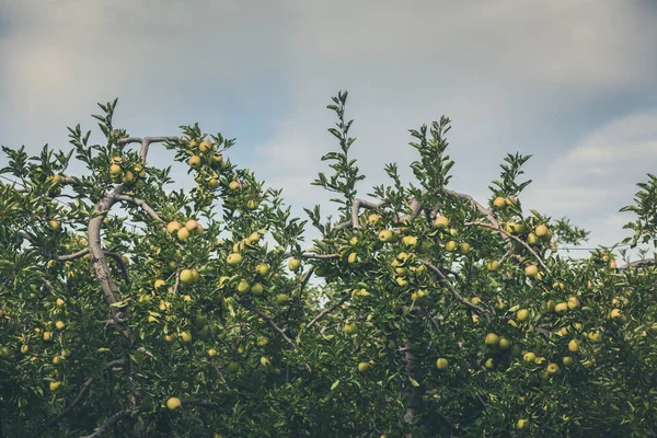 Jardín de manzanas lleno de frutas verdes rasgadas — Foto de Stock