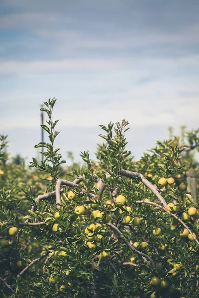 Apple trädgård full av riped gröna frukter — Stockfoto