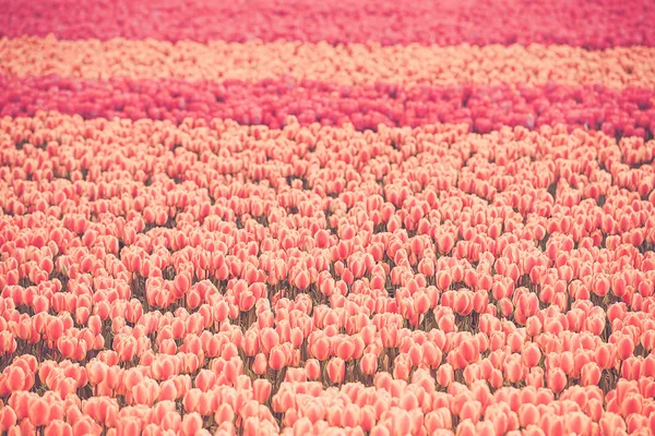 Veelkleurige tulpen veld in Nederland — Stockfoto