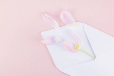 Yaprakları açılan kağıt zarf içinde Pembe Lale