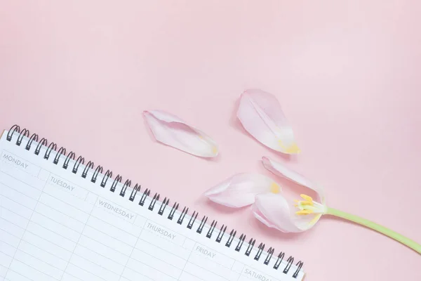 Tulipe rose avec bureau ouvert vide planificateur Flat lay — Photo