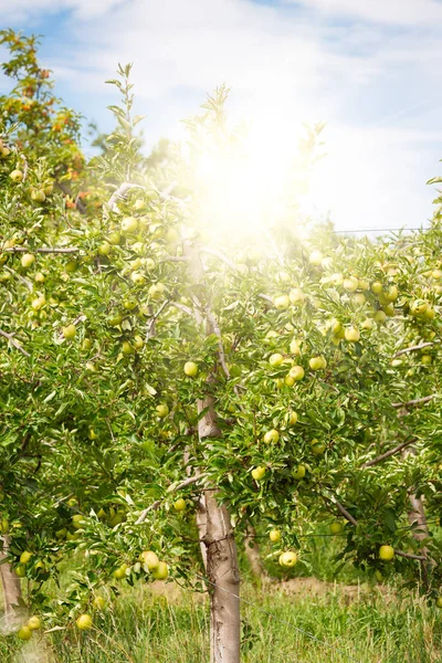 Jardin de pommes plein de fruits verts ripés — Photo