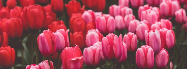 Buntes Tulpenfeld in den Niederlanden — Stockfoto