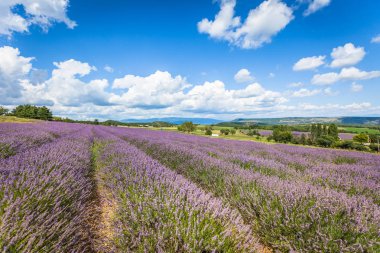 Provence, Fransa 'daki lavanta tarlası