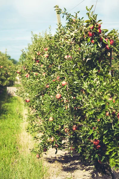 Apple trädgård full av riped röda frukter — Stockfoto