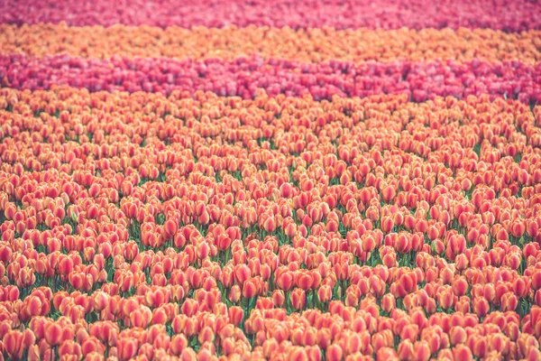 Mångfärgade tulpaner fältet i Nederländerna — Stockfoto