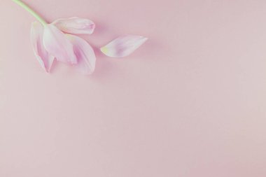 Yaprakları üzerinde pembe bir arka plan düz lay ile Pembe Lale