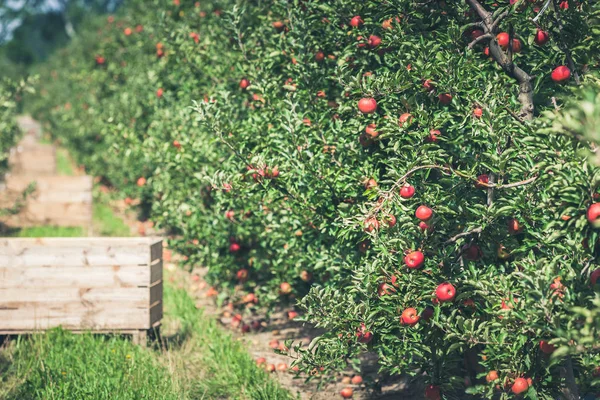 Apple trädgård full av riped röda frukter — Stockfoto