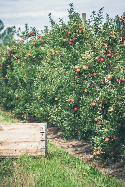 Jardin de pommes plein de fruits rouges — Photo