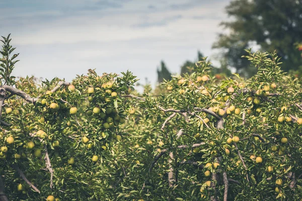 Яблочный сад, полный сорванных зеленых фруктов — стоковое фото