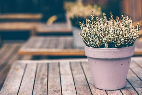 Witte heide bloemen buiten ingegoten — Stockfoto