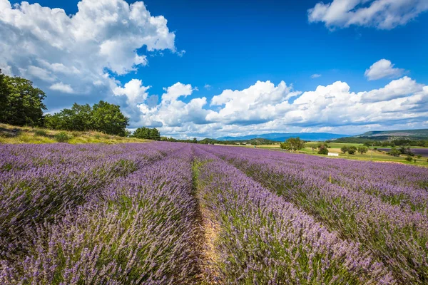 Lavender Field in Provence, France — Stock Photo, Image