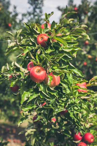 Apple κήπο γεμάτο riped κόκκινα φρούτα — Φωτογραφία Αρχείου