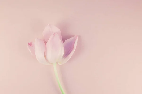 Tulipán rosa con pétalos sobre fondo rosa — Foto de Stock