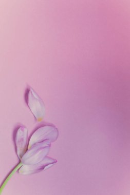 Yaprakları üzerinde pembe bir arka plan düz lay ile Pembe Lale