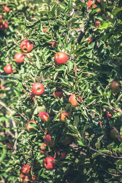 Apple κήπο γεμάτο riped κόκκινα φρούτα — Φωτογραφία Αρχείου