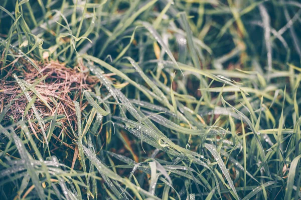 雨粒の緑の草 — ストック写真