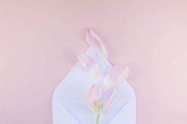 Yaprakları açılan kağıt zarf içinde Pembe Lale