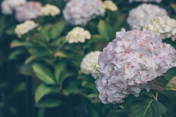 ピンクのアジサイの花ブッシュ秋 — ストック写真