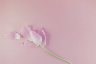 Yaprakları üzerinde pembe bir arka plan düz lay ile Pembe Lale