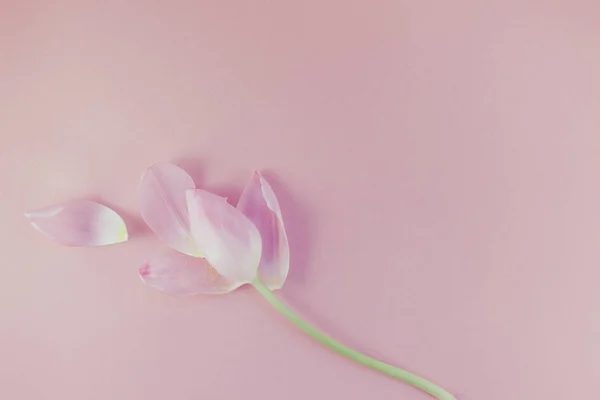 Tulipán rosa con pétalos sobre fondo rosa — Foto de Stock