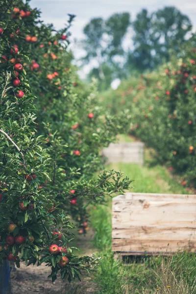Яблочный сад, полный рваных красных фруктов — стоковое фото