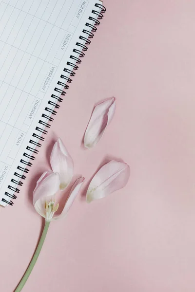 Tulipe rose avec bureau ouvert vide planificateur Flat lay — Photo