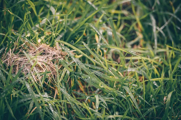 Зеленая трава с каплями дождя — стоковое фото