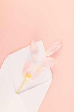 Yaprakları açılan kağıt zarf içinde Pembe Lale