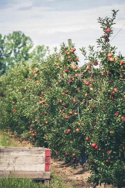 Apple tuin vol gerijpte rode vruchten — Stockfoto